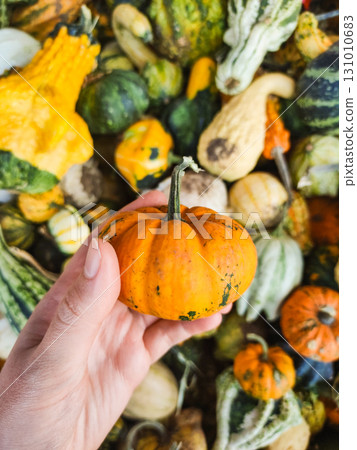 Hand holding small orange pumpkin in a pumpkin patch Hand holding small orange pumpkin in a pumpkin patch 131010683
