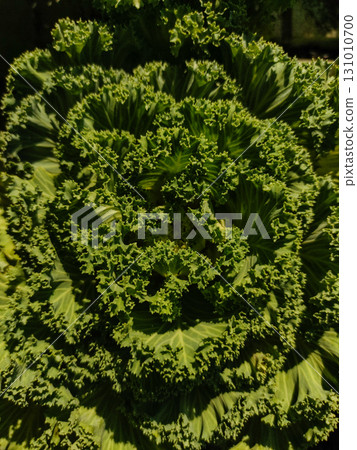 Ornamental cabbage showing its lush green leaves in close up 131010700