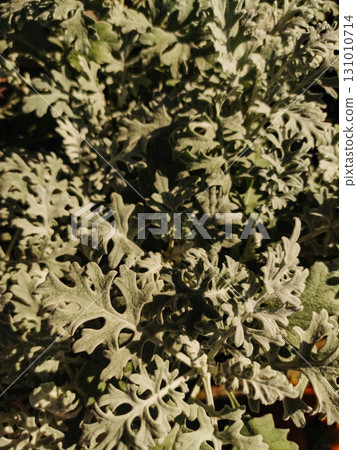 Silver ragwort leaves creating textured natural background 131010714
