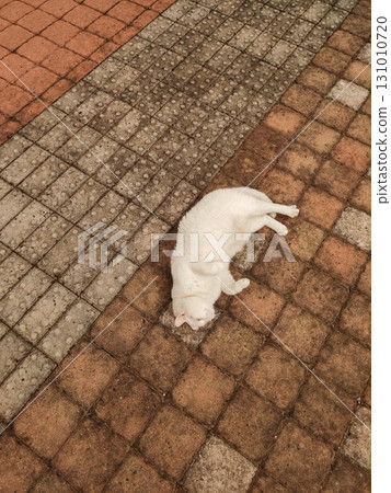 White cat rolling on tactile paving in prague, czech republic White cat rolling on tactile paving in prague, czech republic 131010720