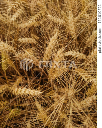 Golden wheat field growing in kokorin, czechia 131010721