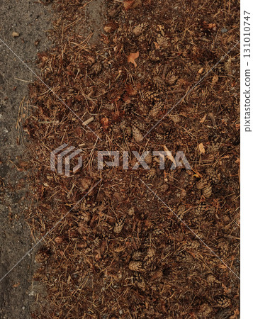 Dry pine needles and cones covering forest floor in kokorin, czechia 131010747