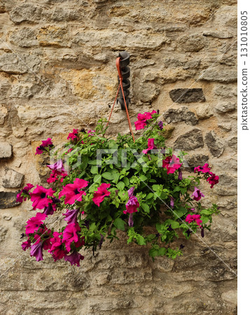 Hanging petunia flowers decorating a stone wall in kokorin, czechia 131010805
