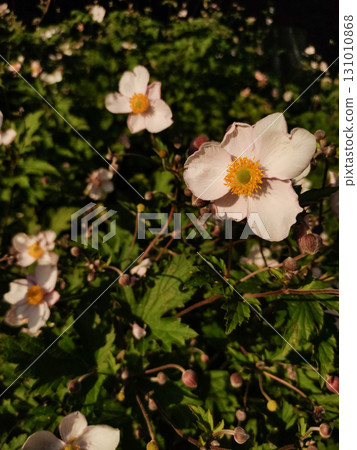 Japanese anemone blooming in pruhonice, czech republic Japanese anemone blooming in pruhonice, czech republic 131010868