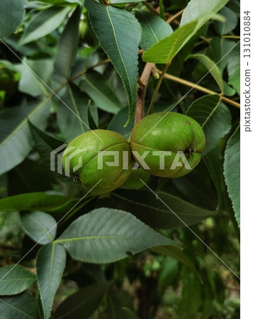Two green nuts growing on a tree branch in czech republic in pruhonice 131010884