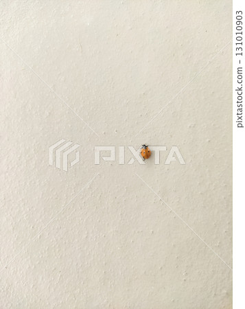 Ladybug walking on white wall in prague 131010903