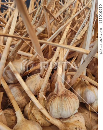 Dried garlic bulbs resting on straw, ready for use 131010910