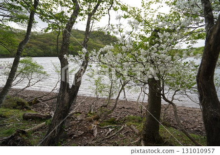 群馬縣赤城山,小沼湖周圍的步道,小沼湖東側附近的白色櫻花,2025年6月1日 群馬縣赤城山,小沼湖周圍的步道,小沼湖東側附近的白色櫻花,2025年6月1日 131010957