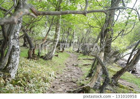 群馬縣赤城山小沼環行步道，小沼東側附近，2025年6月1日 131010958