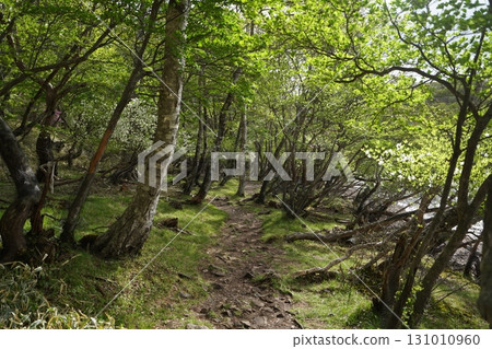 群馬縣赤城山小沼環行步道，小沼東側附近，2025年6月1日 131010960