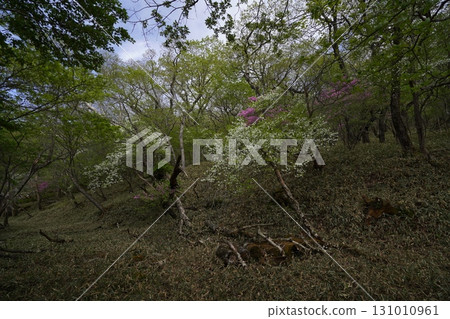 Mount Akagi, Gunma Prefecture, walking trail around Lake Konuma, white cherry blossoms near the east side of Lake Konuma, June 1, 2025 131010961