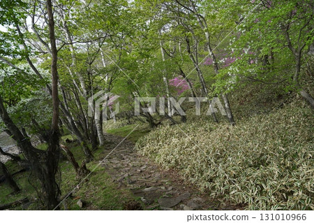 群馬縣赤城山小沼環行步道，小沼東側附近，2025年6月1日 131010966