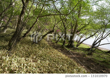 Mount Akagi, Gunma Prefecture, Konuma Circumference Trail, Near the east side of Konuma, June 1, 2025 131010970