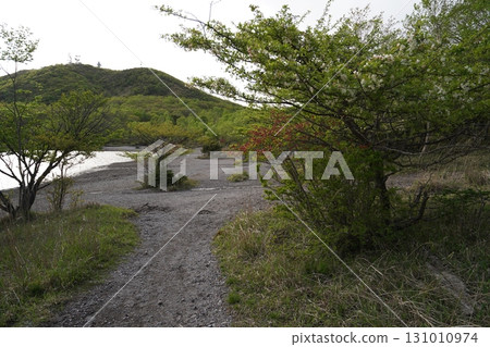 群馬縣赤城山小沼環行步道,小沼北側附近,2025年6月1日 群馬縣赤城山小沼環行步道,小沼北側附近,2025年6月1日 131010974