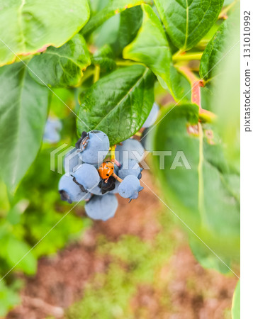 Ladybug crawling on ripe blueberries on a bush in czechia 131010992