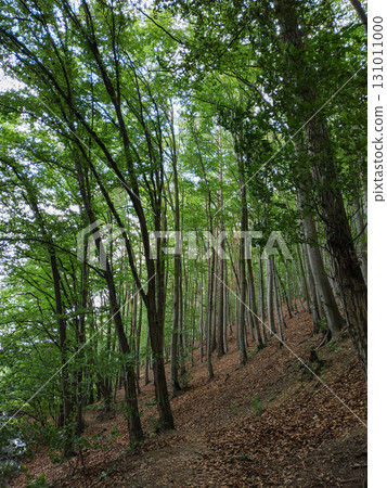 Lush green forest growing on a hillside near castle mnisek pod brdy 131011000