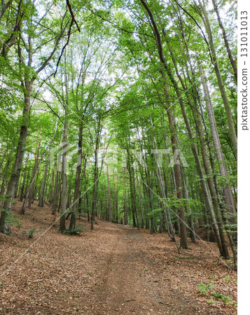 Hiking trail winding through lush green forest in brdy mountains Mnisek pod brdy Hiking trail winding through lush green forest in brdy mountains Mnisek pod brdy 131011013