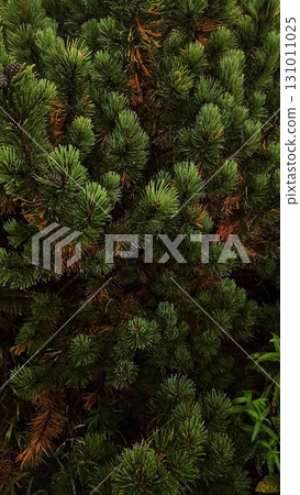 Lush green pine branches growing in the high tatras mountains 131011025