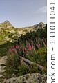 Blooming fireweed illuminating the path in the high tatras mountains 131011041