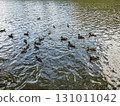Ducks swimming on lake near castle mnisek under brdy in czech republic 131011042