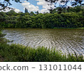 Reeds growing on shore of lake surrounded by forest Mnisek pod brdy 131011044