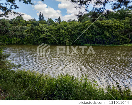 Reeds growing on shore of lake surrounded by forest Mnisek pod brdy 131011044
