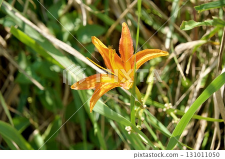 里山盛開的黃花菜(百合科) 里山盛開的黃花菜(百合科) 131011050