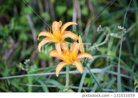 Daylilies (liliaceae) blooming in Satoyama 131011059