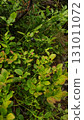 Wild blueberry growing in high tatras mountains, slovakia 131011072