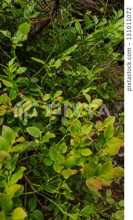 Wild blueberry growing in high tatras mountains, slovakia Wild blueberry growing in high tatras mountains, slovakia 131011072