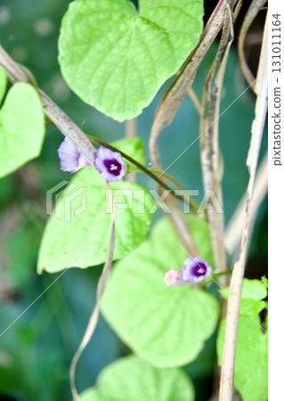 Small morning glory 131011164