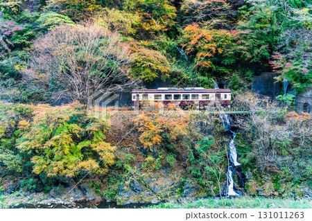 Watarase Keikoku Railway: A train running through autumn leaves (Kochu-Kobe) 131011263