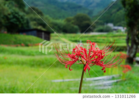 A cluster amaryllis blooming in satoyama A cluster amaryllis blooming in satoyama 131011266