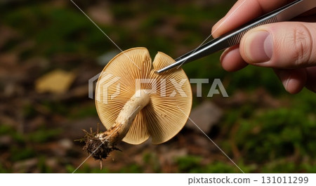 Scientist examining mushroom gills with tweezers in nature close-up 131011299
