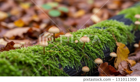 Small mushrooms growing on moss covered log in autumn forest 131011300