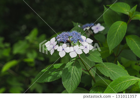 Hydrangeas in bloom (Shizuoka Prefecture) Hydrangeas in bloom (Shizuoka Prefecture) 131011357