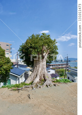 Spring buds emerge after cutting down large trees at Tenrinji Temple, a temple of the Matsue domain 131011473