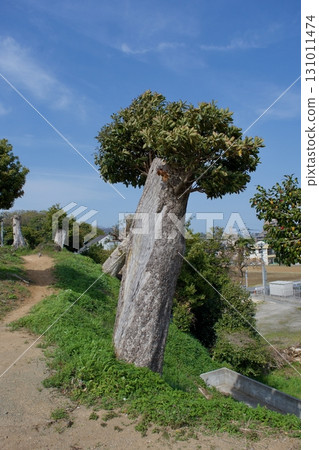 松江藩的天林寺,砍伐大樹後,春芽冒出 松江藩的天林寺,砍伐大樹後,春芽冒出 131011474