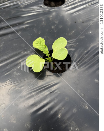 Japanese radish 131012388