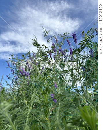 Green manure hairy vetch 131012390