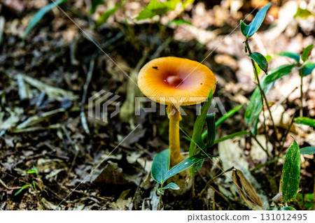[Nationally designated natural monument] Koigakubo Marsh: Tamago mushrooms growing on the promenade in early autumn. Niimi City, Okayama Prefecture. 131012495