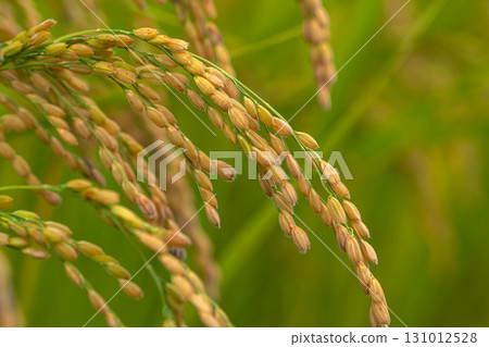 250919Uenodaira m002 250919Uenodaira m002 131012528