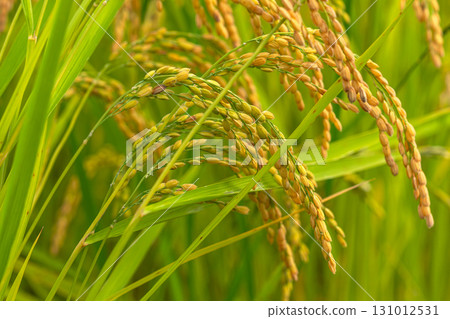 250919上野平 m012 250919上野平 m012 131012531