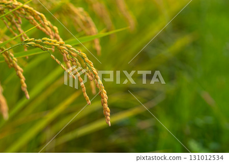 250919上野平 m021 131012534