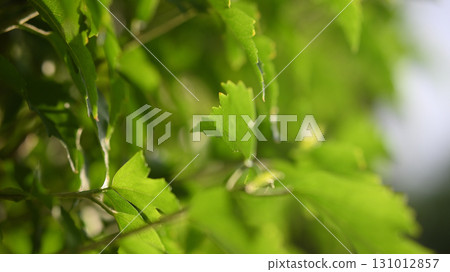 Plant image Plant image 131012857