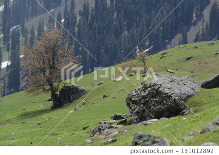 Sonamarg is the golden meadow of Kashmir at an altitude of 2,740 meters above sea level. It is a land of natural beauty with pine forests, meadows and pristine white glaciers. 131012892