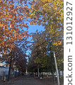 秋葉街道樹Zelkova 131012927