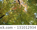 秋天楓葉覆蓋的背景 131012934