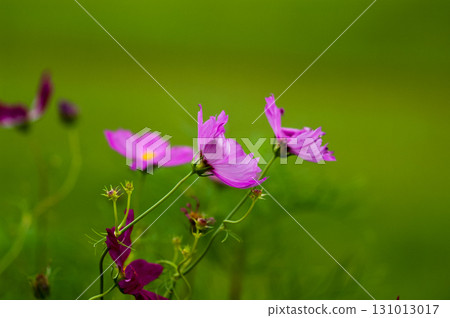 秋天的櫻桃樹 秋天的櫻桃樹 131013017