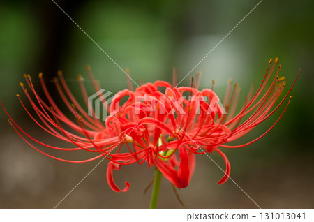Cluster amaryllis Cluster amaryllis 131013041